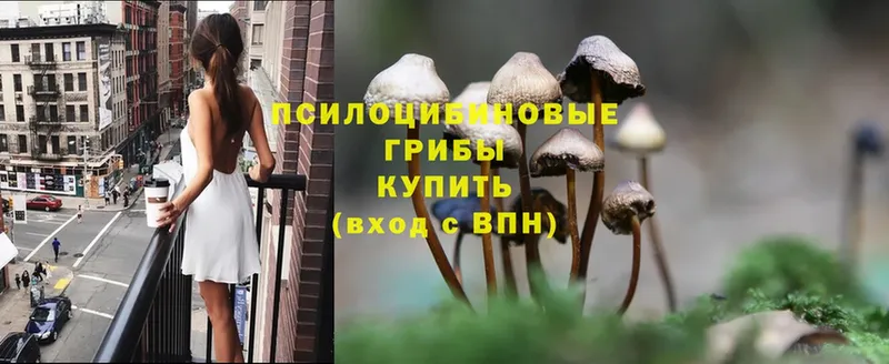 Псилоцибиновые грибы Psilocybe  Лодейное Поле 